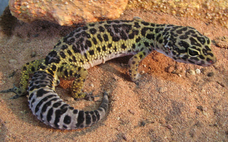 What do leopard geckos eat?