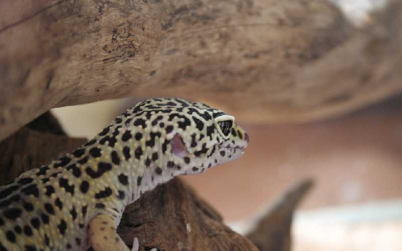 Leopard Gecko Diseases and Injuries