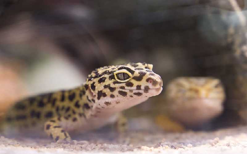 Leopard Gecko Mouth Rot