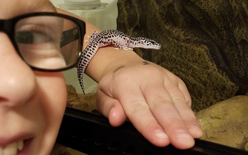 Gecko as a pet