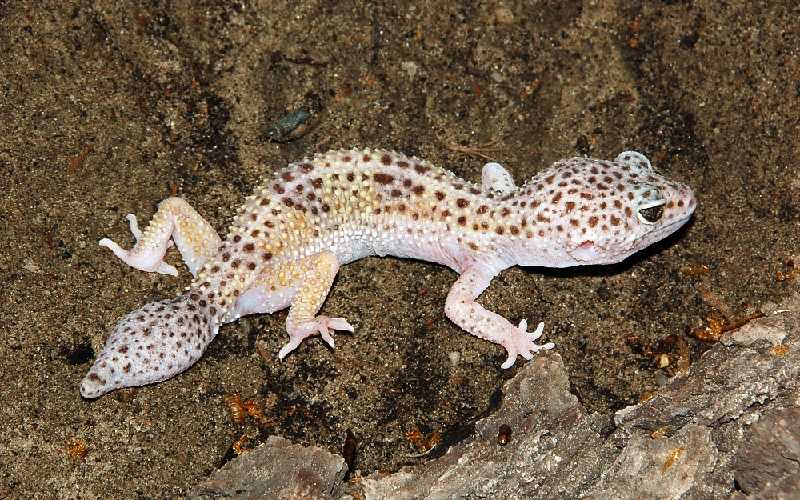Leopard Gecko losing tail Help