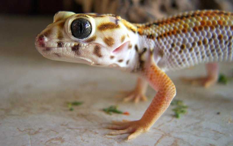 Frog eyed Gecko Care