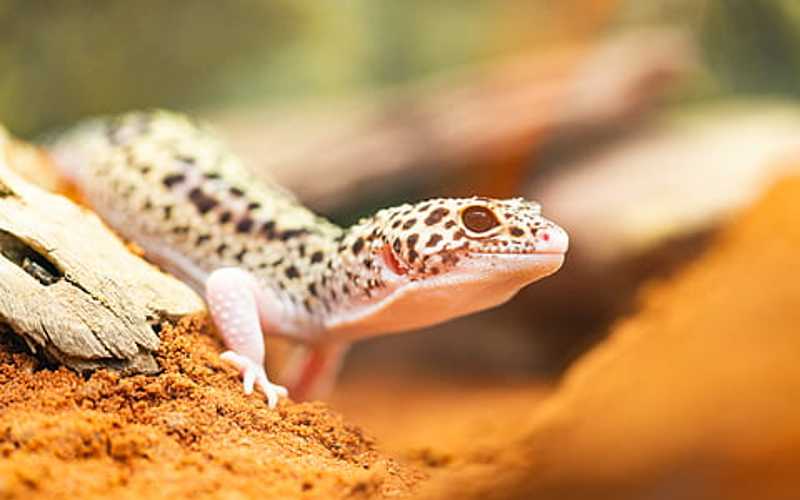 Leopard Gecko bedding