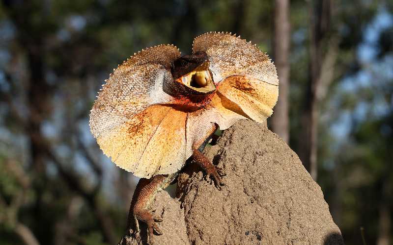 Introduction to the Frilled Dragon