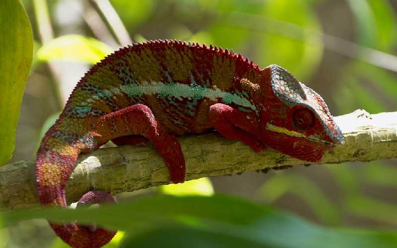 Panther Chameleon All you need to know