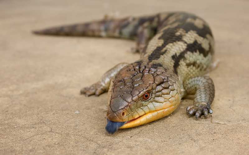 The Blue Tongue Skink Can you have it as a pet