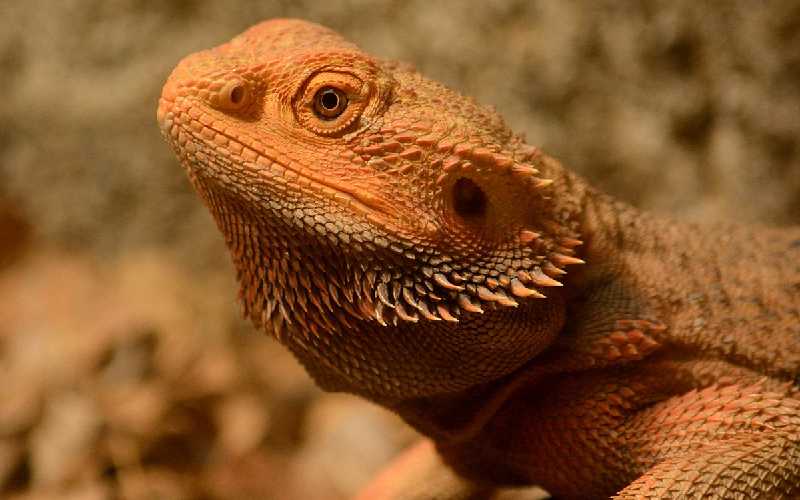 The Red-Bearded Dragon Care Sheet