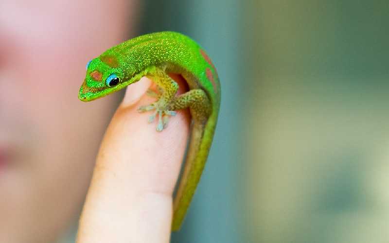 Gold Dust Day Gecko Care
