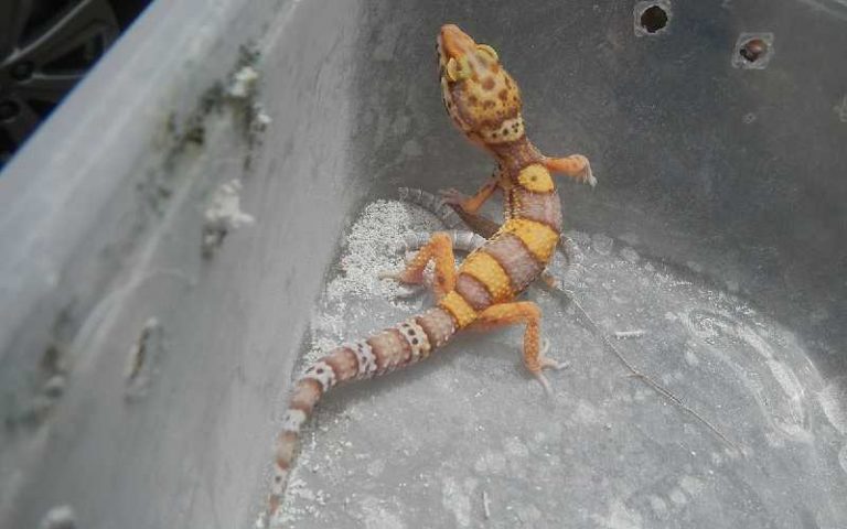 Leopard Raptor Introducing the Raptor Leopard Gecko - Gecko Geek