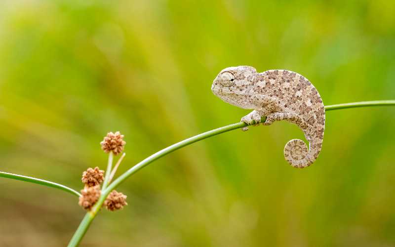 What to feed baby Chameleons